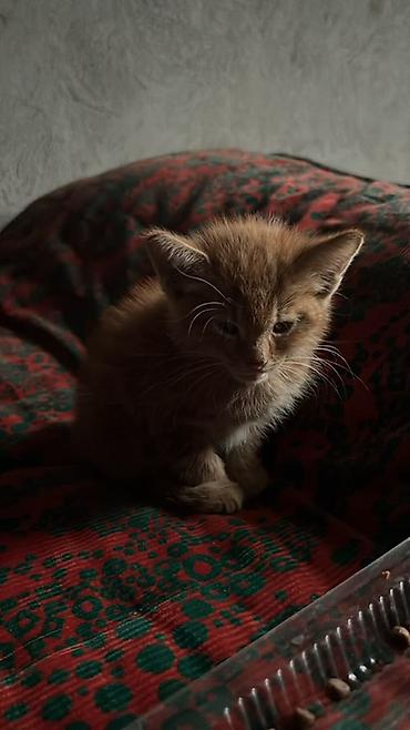 Отдам даром кошку: Кошка даром: Беспородная, 2 месяца, Мальчик — 1
