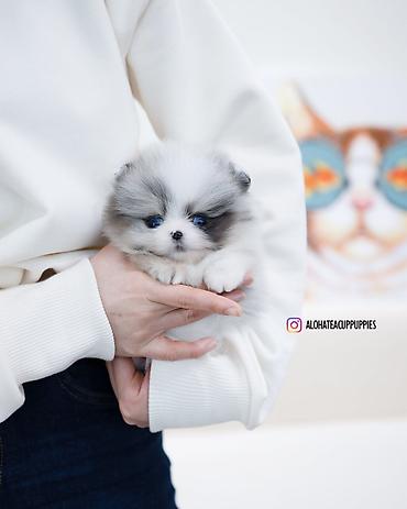şpis itler: Pekines, Ünvandan götürmə, Pulsuz çatdırılma, Ödənişli çatdırılma — 6