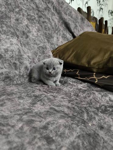 Кошки: Шотландская вислоухая — 10