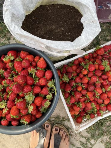 бэдэ урук: Уруктар жана көчөттөр Кулпунай, Өзү алып кетүү