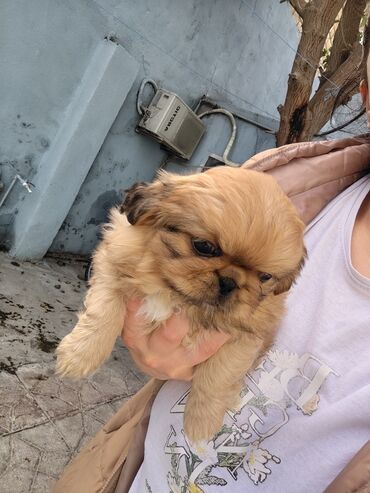 İtlər: Pekines — 3
