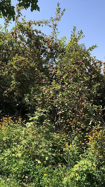 Продажа дач: Продаётся дом дача Бектоо(восход)5сотых,до города 6км 3комнат+гараж at lalafo.kg — 5 Продажа дач: Продаётся дом дача Бектоо(восход)5сотых,до города 6км 3комнат+гараж — 5