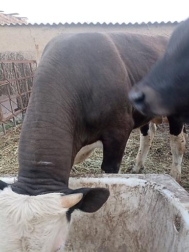 Коровы, быки: Продаю | Бык (самец) | На откорм — 4