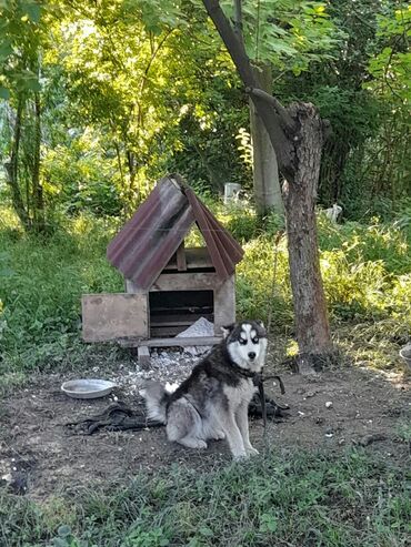 lalafo az heyvanlar: Xaski, 5 ay, Erkek, Cütləşmə üçün, Ünvandan götürmə, Pulsuz çatdırılma, Rayonlara çatdırılma