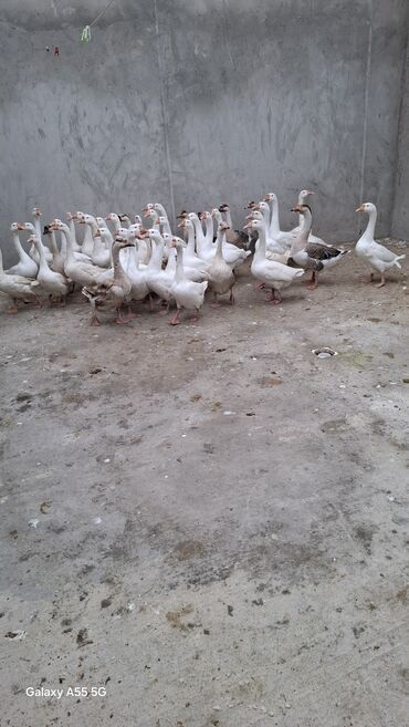 cuceye verilen adlar: 1 illik qazlar satılır.Diri çekisi balacası 3 kq,hamısını göturene 25