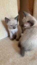 котята породистые купить: Сиамская, Самец, Самка