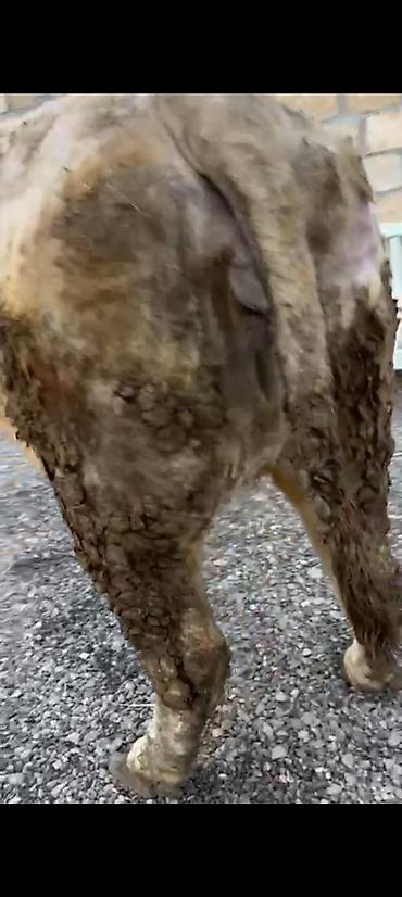 Inəklər, öküzlər: Salam aleykum əziz dosdlar bele bir gözel dogmamiş dügemiz çıxdı -da lalafo.az — 7 Inəklər, öküzlər: Salam aleykum əziz dosdlar bele bir gözel dogmamiş dügemiz çıxdı — 7