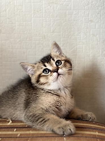 Pişiklər: British tipli pişik balaları - Cins: British Shorthair (şəkillərdə — 10