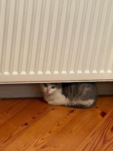 Pişiklər: Yaxşı əllərə — 3