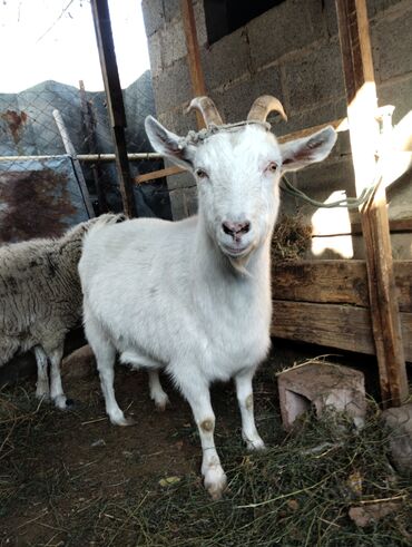 хлеб на корм: Сатам | Эчки (ургаачы) | Көбөйтүү үчүн