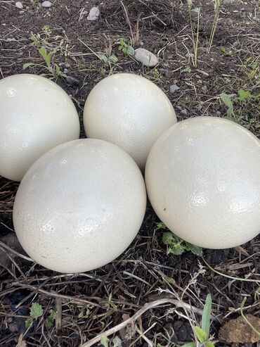страусиное яйцо цена: Продаю свежие страусинные яйца