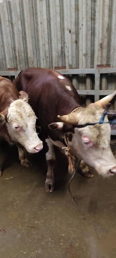 Выездные банкеты: Резат баран 999сом at lalafo.kg — 3 Выездные банкеты: Резат баран 999сом — 3