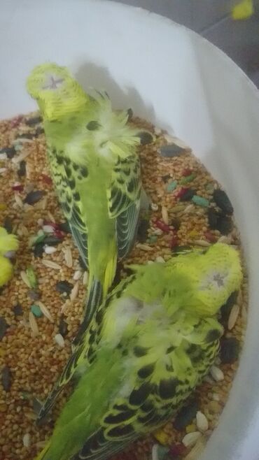 Tutuquşları: Tutuquşları — 24