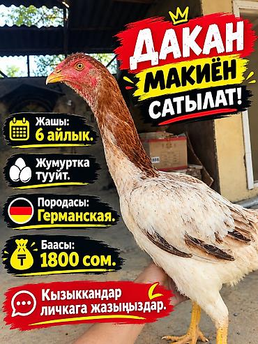 просто ат: Продаю | Куры | Дакан | Несушки — 1