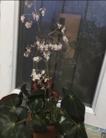 qara qizilgul satisi: Begonia 25 azn satilir. Balacalari 10 azn satilir