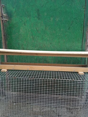 Птицы: Продаю голубей,все молодые прошлогодние.Птицу гоняю.Цены — 12