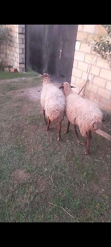 qoyun qiymətləri: Salam Yaxşi hündür qoyunlardı esil damazlıq heyvanları 4 5 qarın — 3