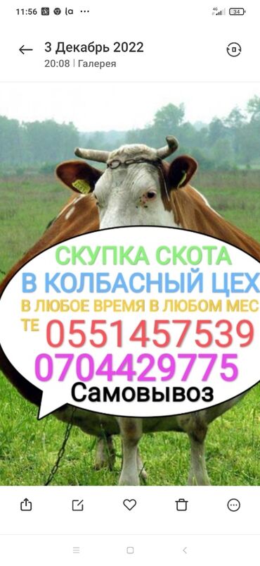 самая высокооплачиваемая работа в кыргызстане: Куплю | Коровы, быки, Лошади, кони, Другие с/х животные | Круглосуточно, Любое состояние, Забитый