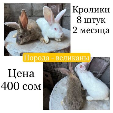 кролик великан цена: Продаю | Крольчата | Белый великан | На забой, Для разведения | Племенные