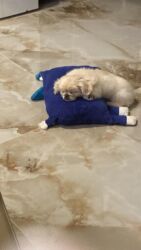 Gəmiricilər: Pekines, 3 ay, Erkek, Peyvəndli, Ünvandan götürmə