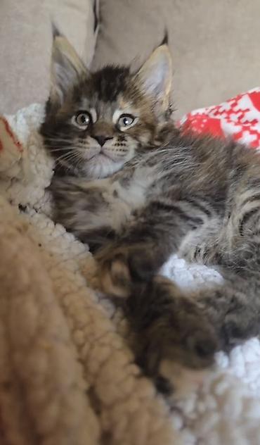 корма для кошек: МАЛЬЧИК МЕЙН-КУН 1,5 м Пушистый котёнок с выразительными глазами и — 3