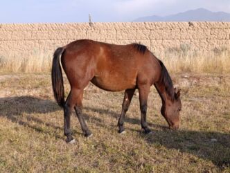 домик для кошка: Продаю | Кобыла (самка), Жеребенок | Кара Жорго | Конный спорт | Племенные