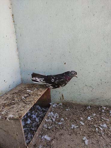 bulbul quşu satışı: Salam 8 ədəd tutulma, sağlam quşlardır. Hamısı 35 AZN Əbreş ərkey — 2