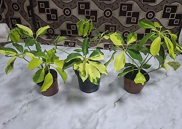 Другие комнатные растения: Продается вариегатная орхидея араукария адениум доллар — 9