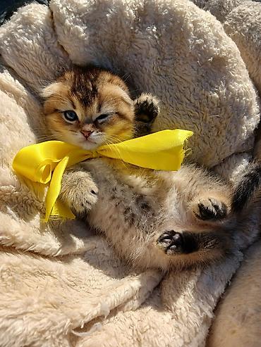 Pişiklər: Britan, Yaxşı əllərə — 8