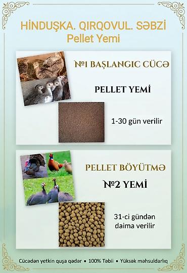 qaz cuceleri: Artıq daimi istifadə üçün Kənd Toyuğu. Serebrist. Qaz. Ördək — 6