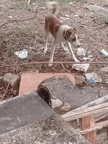 alman coban iti balaları: Alman çoban iti, 4 ay, Dişi, Ünvandan götürmə — 1