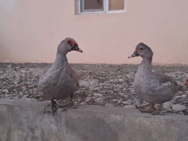 Ördəklər: Lal ördəklər satılır topdan 17 azn .Tək tək qiymətlər — 4