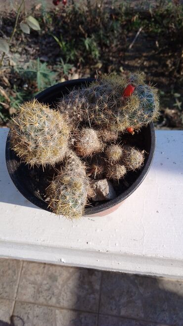Kaktus: Kaktusi – više vrsta (Opuntia i Mammillaria) - Opuntia (indijske — 3