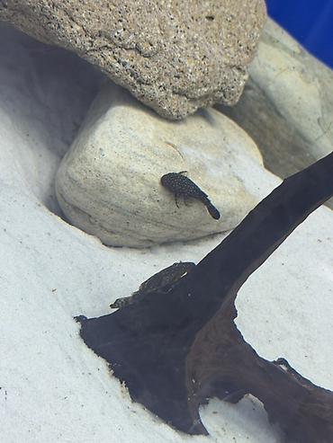 akvariumlar balıqları: Akvaryum üçün kiçik ölçülü “pleko”/sucker-mouth yosun yeyən balıqlar — 3