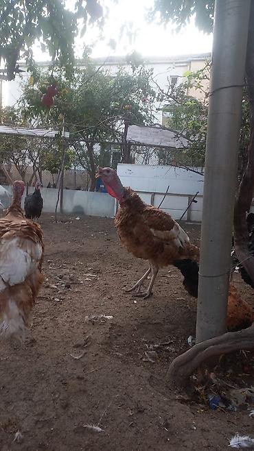 heyvan bazari inekler: Təsvir: - Qara, ağ və qəhvəyi-ala rəngli hind quşları. - Qrup şəklində — 1