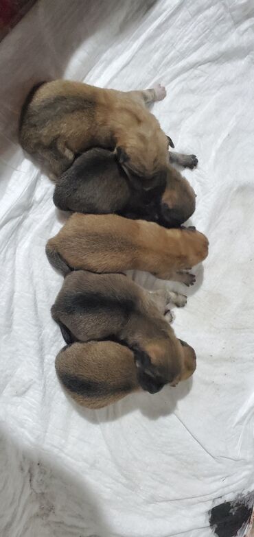чао чао собака: Предлагаются к бронированию щенки японской шиба ину, 3 мальчика и 2