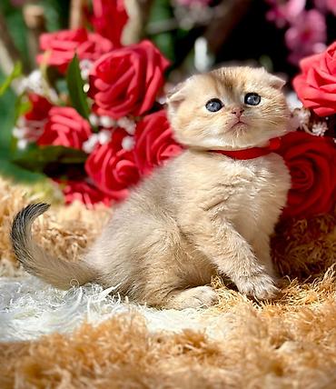 Pişiklər: Şotland, Erkək, Dişi, Yaxşı əllərə, Ünvandan götürmə, Pulsuz çatdırılma, Ödənişli çatdırılma — 28