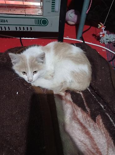 Кошки: Котята - Описание: игривые домашние котята из одного помёта. На фото — 5