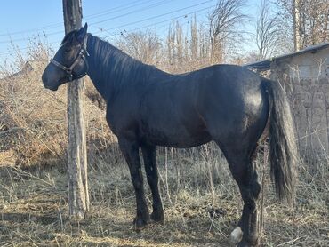 Лошади, кони: Продаю | Жеребец | Рабочий — 4