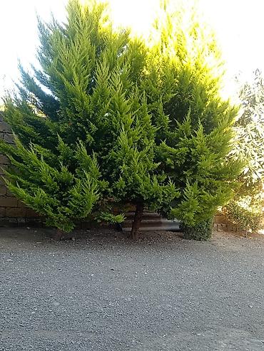 paulownia agaci: Thuja (evergreen dekorativ ağac) - Növ: Thuja/ardıc tipli həmişəyaşıl — 1