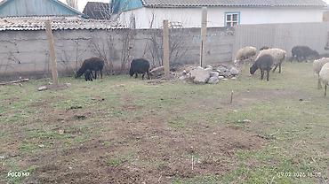 Баран, овца: Продаю | Овца (самка) | Для разведения | Матка — 11