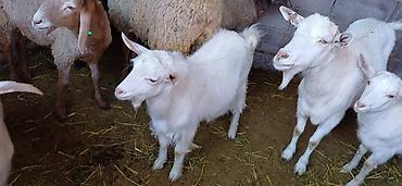 Козы, козлы: Продаю | Коза (самка), Козёл (самец), Козлёнок | Зааненская, Битал | Для разведения, Для молока | Племенные, Котные, Осеменитель — 16