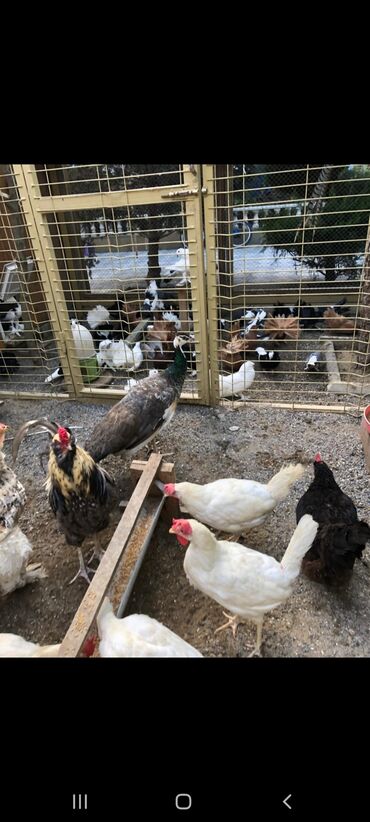 Inəklər, öküzlər: Erkey 4 ilildi Fere 3 sağlam quşdardı tecilii satılır deye 300 manat