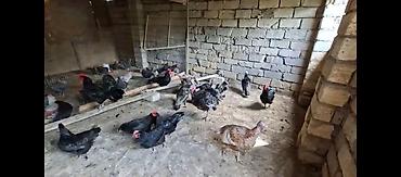 ag xoruz: Toyuq, Damazlıq, Ünvandan götürmə — 6