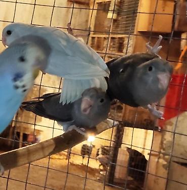 Quşlar: Folpus varabinniy papuqay dünyanın ən balaca tutu quşusu ən balaca — 5