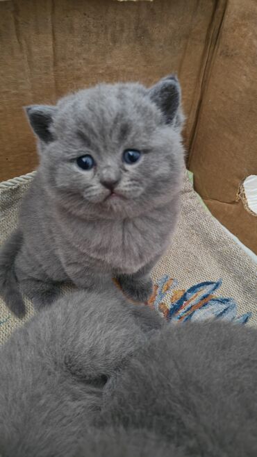 Pişiklər: Şotland — 10