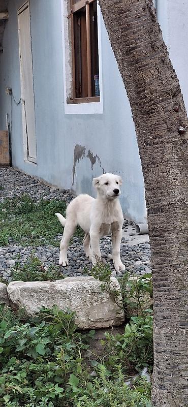 Peyvəndli lalafo.az -da Peyvəndli