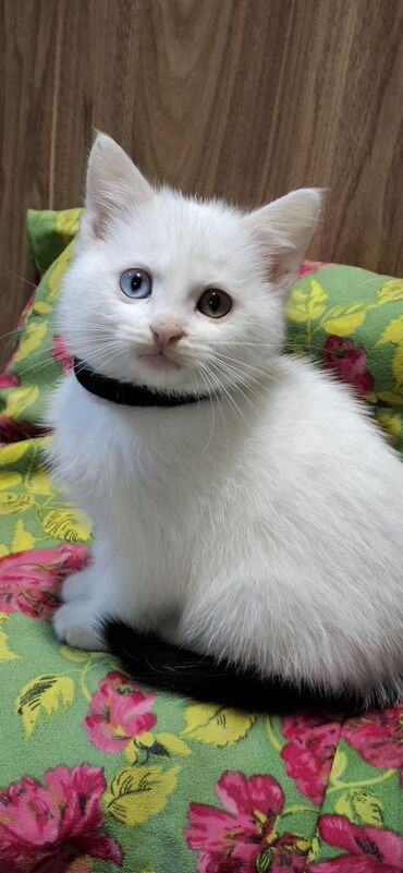 xacmaz heyvan bazari: Dişi, Ünvandan götürmə