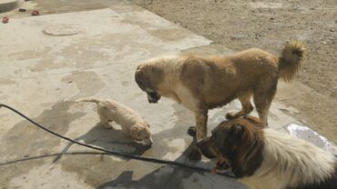 Собаки: Гурдбасар, 2 года, Самец