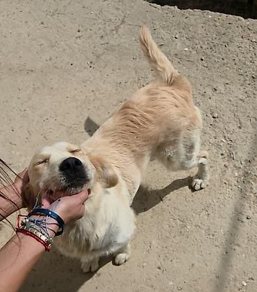 it satışı tap az: Retriever, 9 ay, Dişi, Peyvəndli — 1